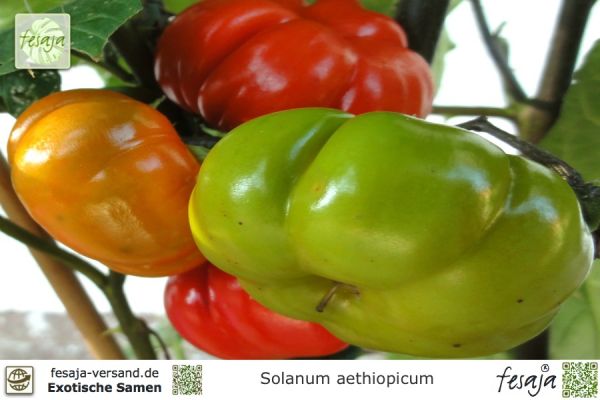 Solanum aethiopicum
