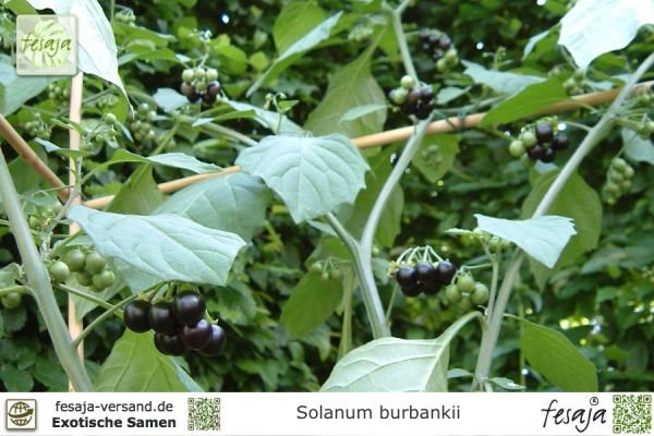 Solanum burbankii