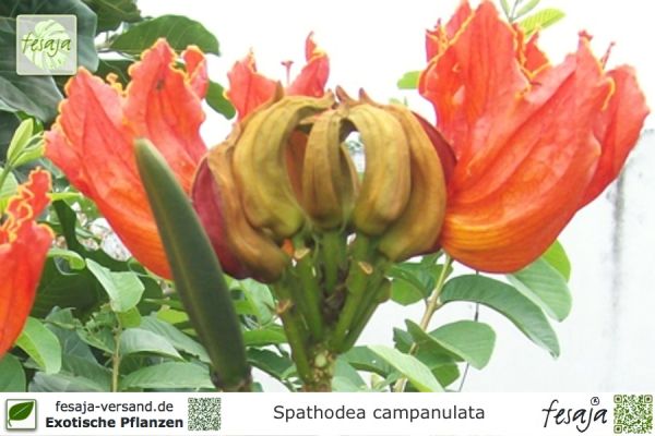 Spathodea campanulata Pflanzen