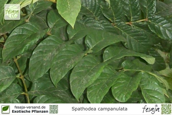 Spathodea campanulata Pflanzen