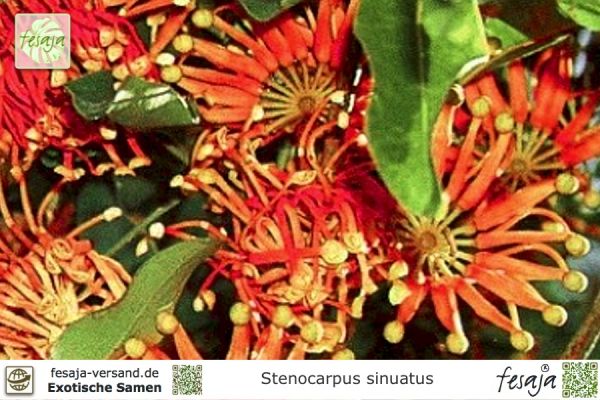 Stenocarpus sinuatus