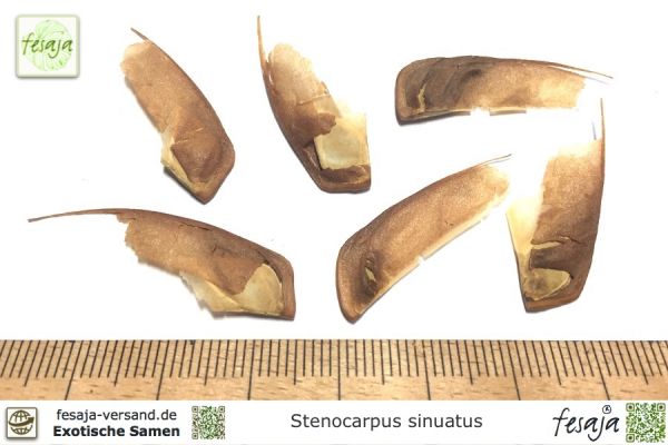 Stenocarpus sinuatus Samen
