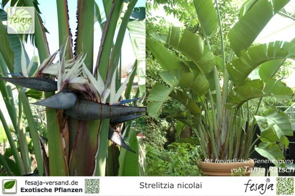 Strelitzia nicolai Pflanzen