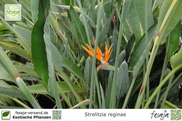 Strelitzia reginae Pflanzen