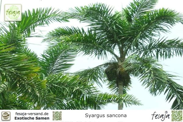 Syagrus sancona