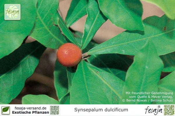 Synsepalum dulcificum Pflanzen