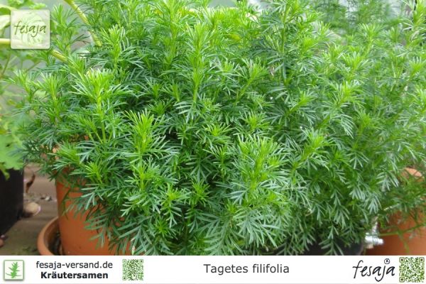 Tagetes filifolia
