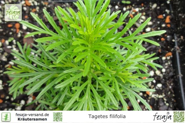 Tagetes filifolia