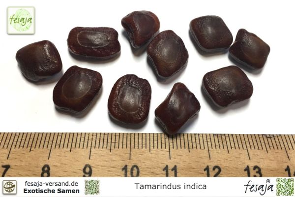 Tamarindus indica Samen