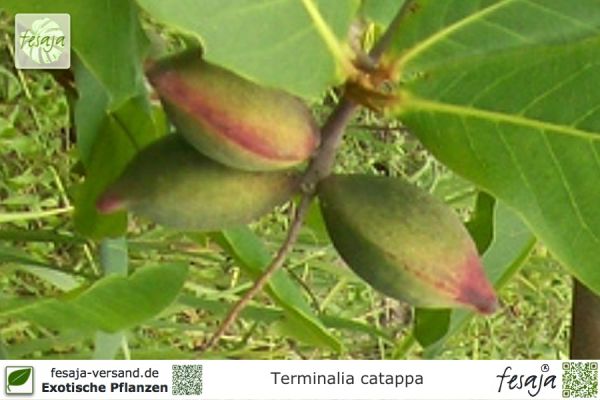 Terminalia catappa Pflanzen