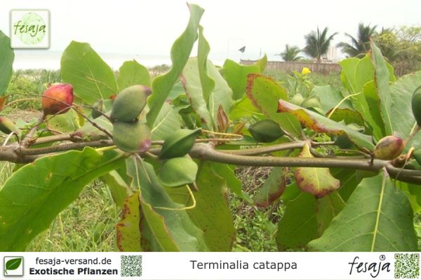 Terminalia catappa Pflanzen