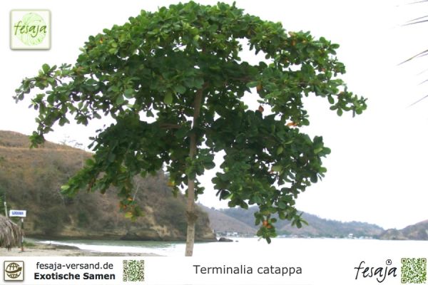 Terminalia catappa