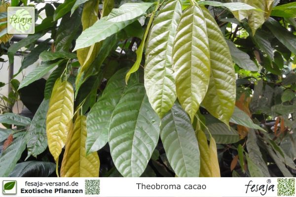 Theobroma cacao Pflanzen