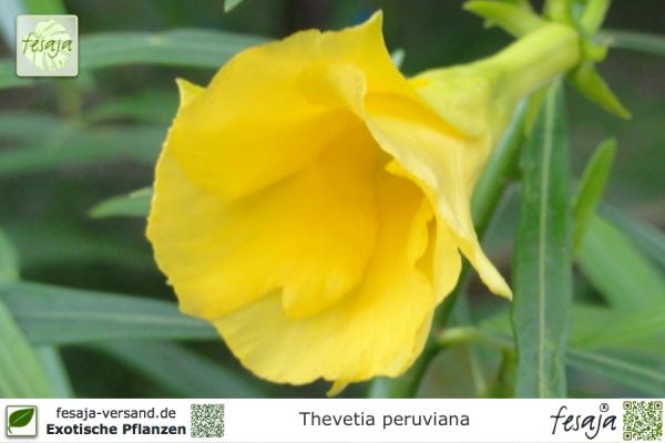 Thevetia peruviana Pflanzen