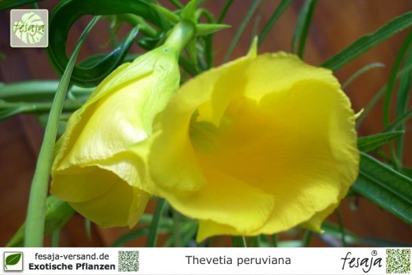 Thevetia peruviana Pflanzen