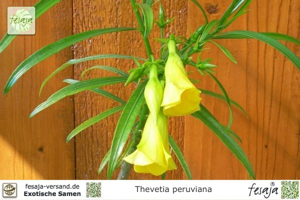 Thevetia peruviana