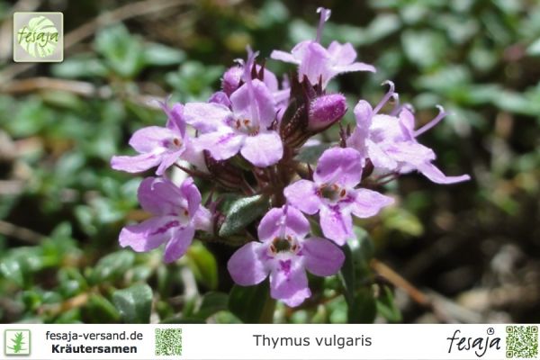 Thymus vulgaris