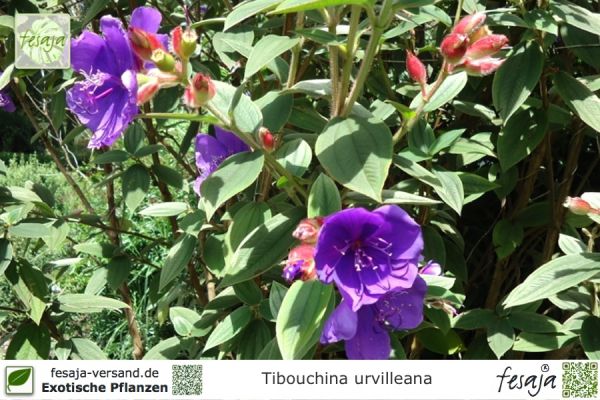 Tibouchina urvilleana Pflanzen