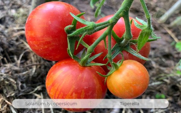 Tomate Tigerella