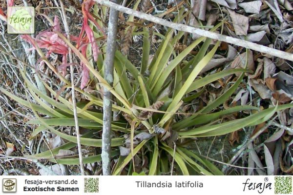 Tillandsia latifolia