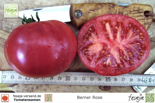 Tomate Berner Rose