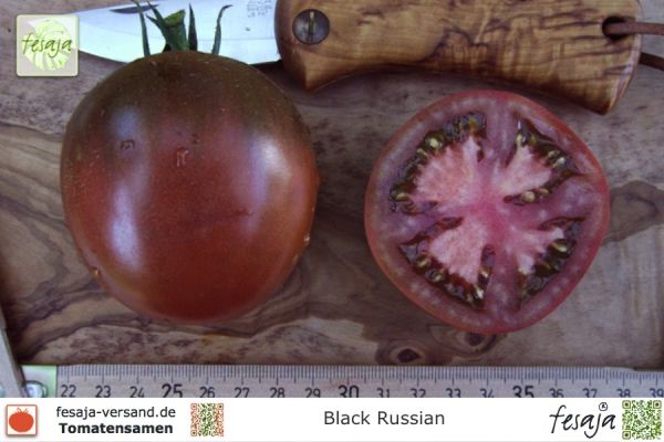 Tomate Black Russian