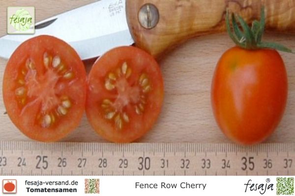Tomate Fence Row Cherry