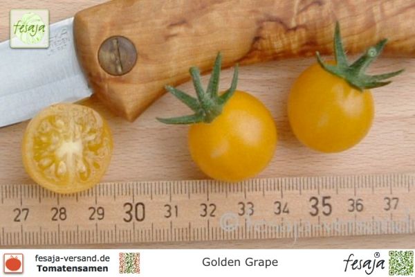 Tomate Golden Grape