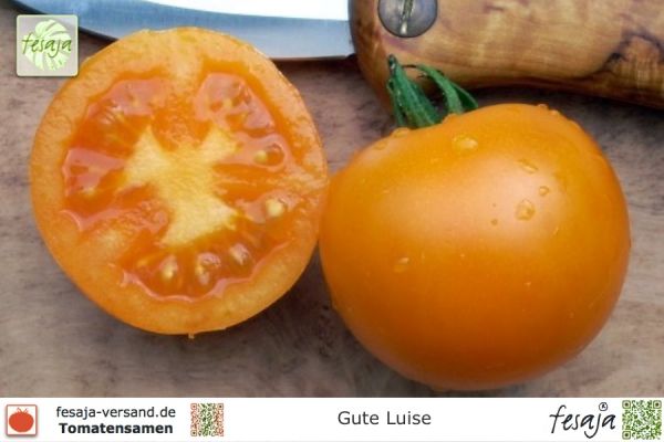 Tomate Gute Luise