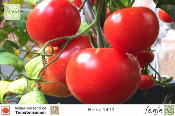 Tomate Heinz 1439