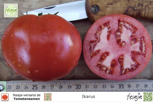 Ikarus · Tomaten · Samen