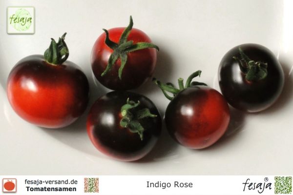 Tomate Indigo Rose