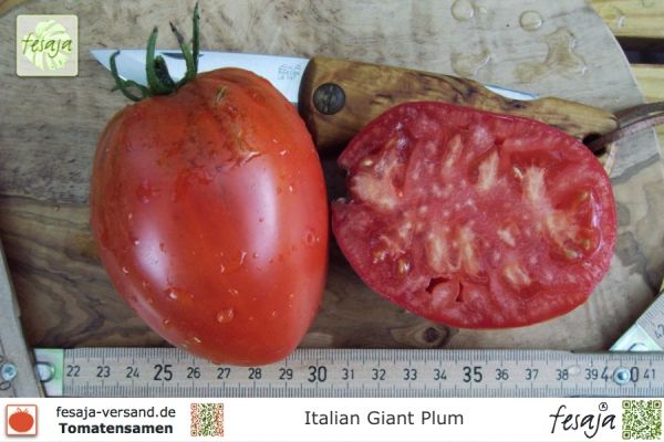 Tomate Italian Giant Plum