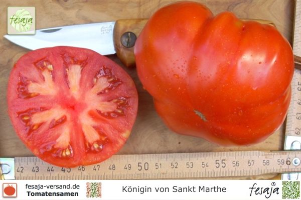 Tomate Königin von Sainte Marthe