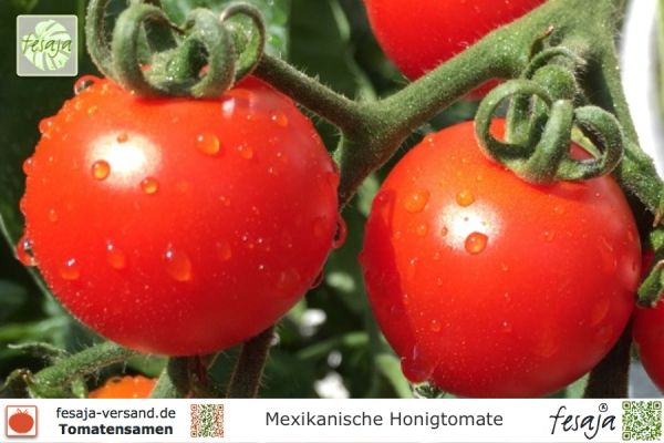 Tomate Mexikanische Honigtomate