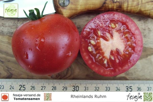 Tomate Rheinlands Ruhm