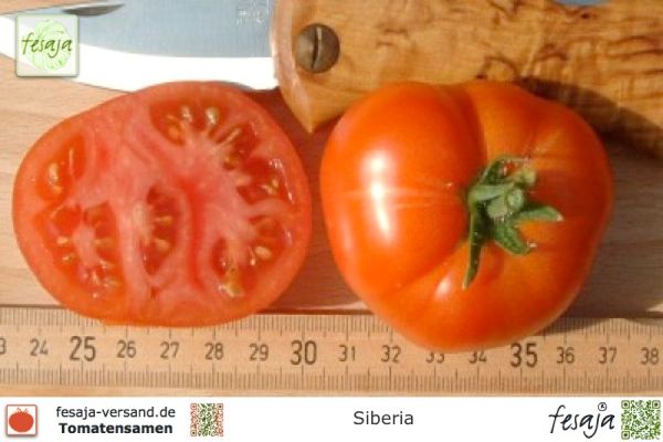Tomate Siberia