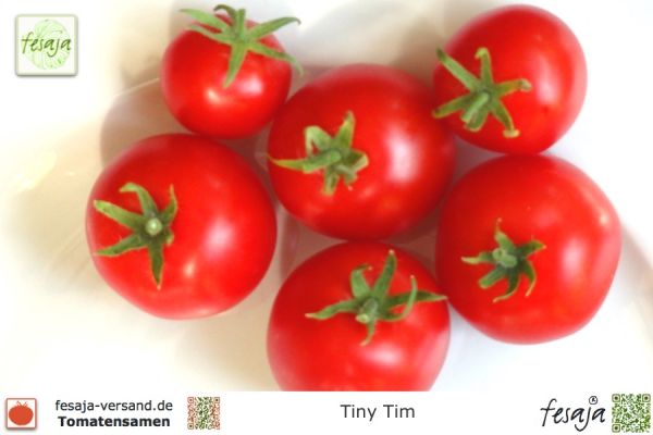 Tomate Tiny Tim
