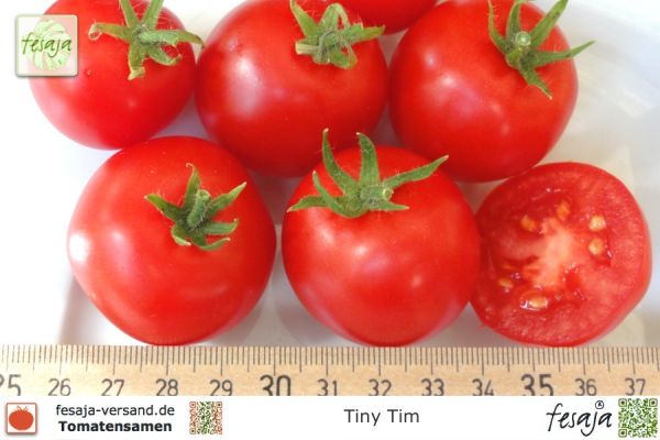 Tomate Tiny Tim