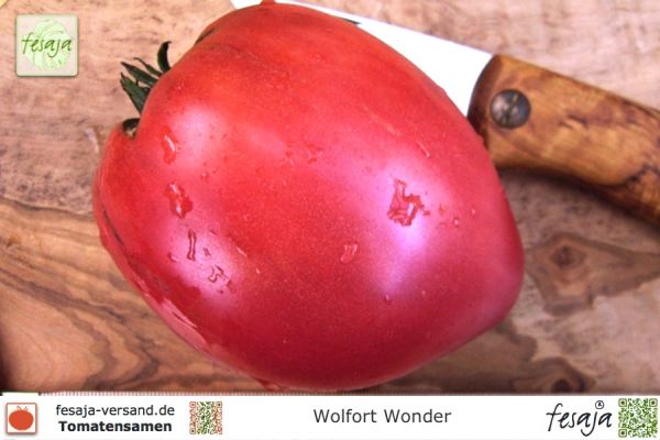 Tomate Wolfort Wonder