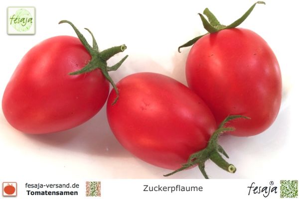 Tomate Zuckerpflaume