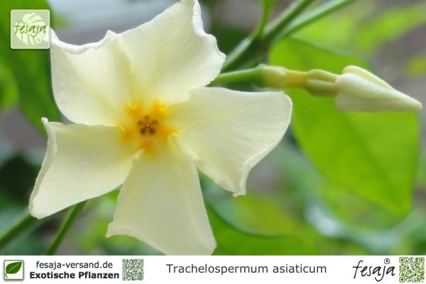 Trachelospermum asiaticum Pflanzen