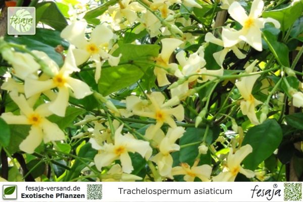 Trachelospermum asiaticum Pflanzen