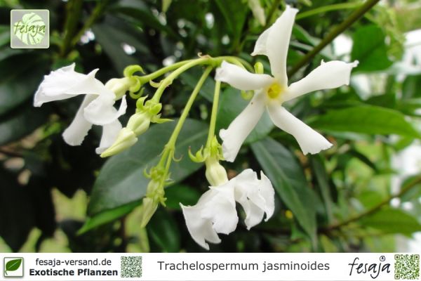 Trachelospermum jasminoides Pflanzen