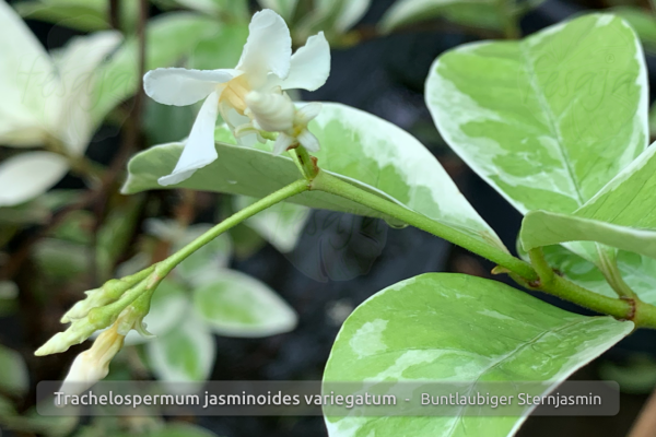Buntlaubiger Sternjasmin, panaschiert, Trachelospermum jasminoides variegata, Pflanze