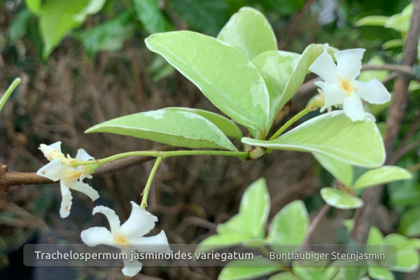 Buntlaubiger Sternjasmin, panaschiert, Trachelospermum jasminoides variegata, Pflanze