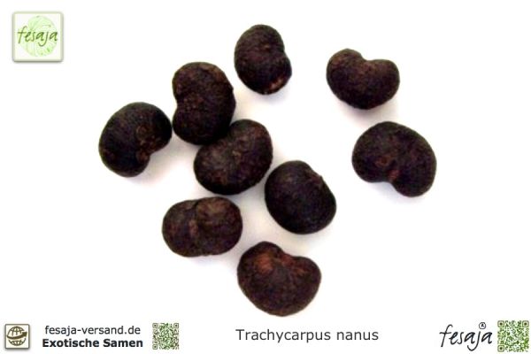 Trachycarpus nanus Samen