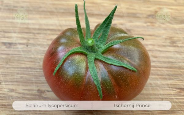 Tomate Tschörnij Prince