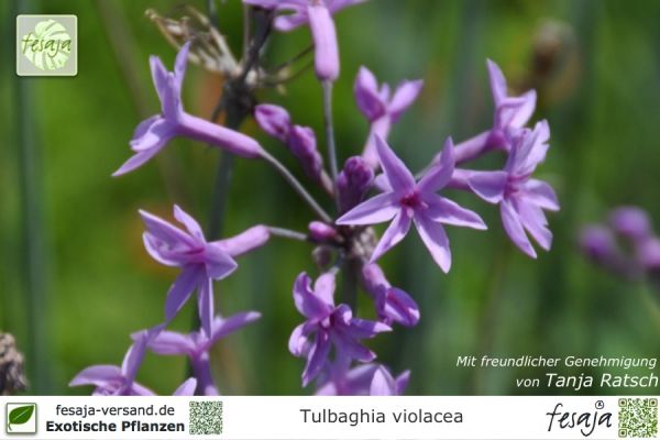 Tulbaghia violacea Pflanzen