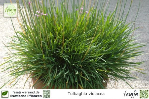 Tulbaghia violacea Pflanzen